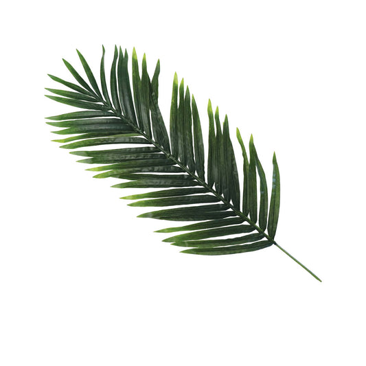 Betel Leaf Palm