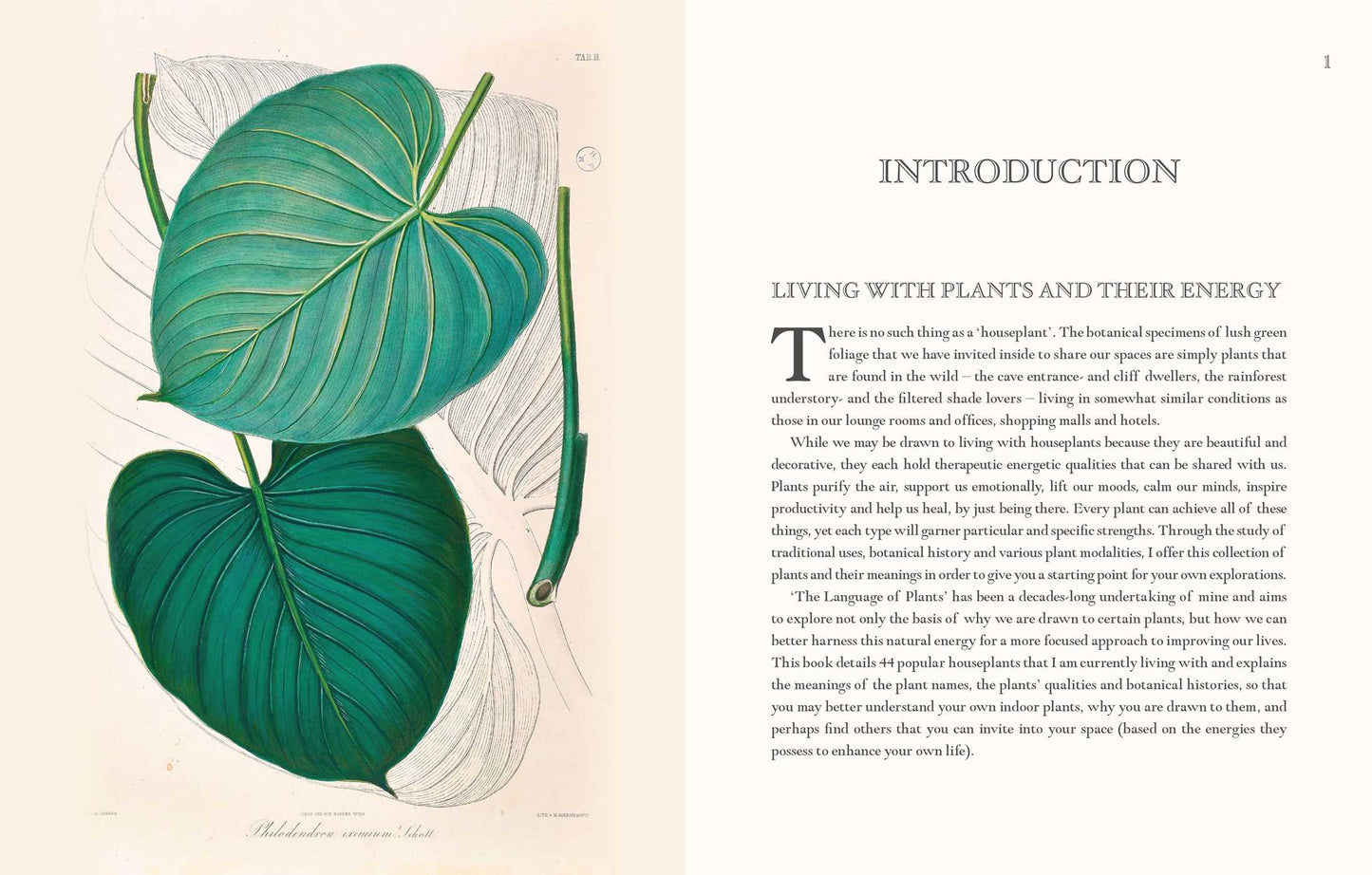 Language of Houseplants: Plants For Home and Healing