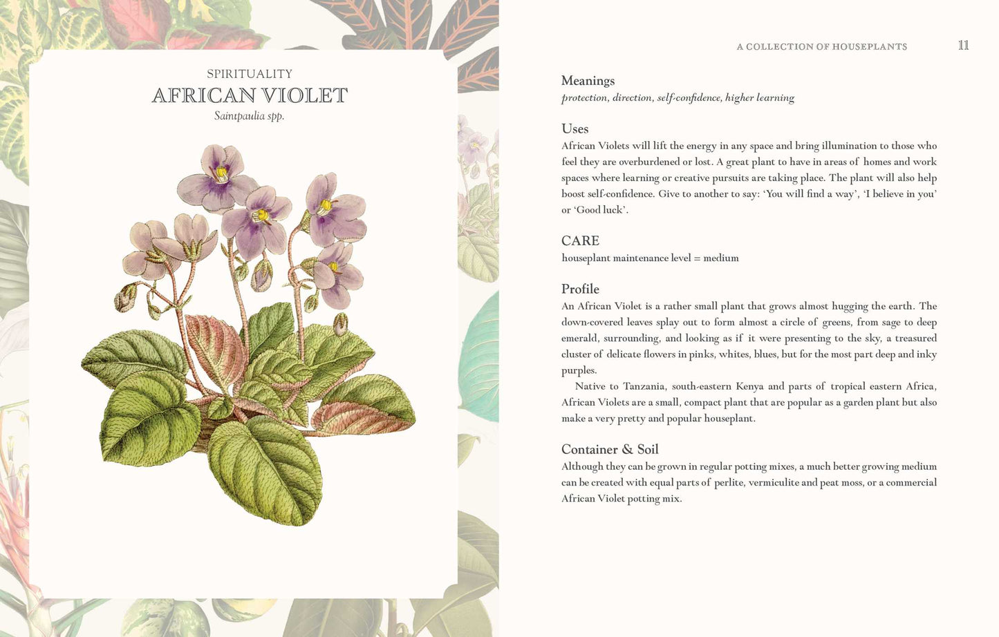 Language of Houseplants: Plants For Home and Healing