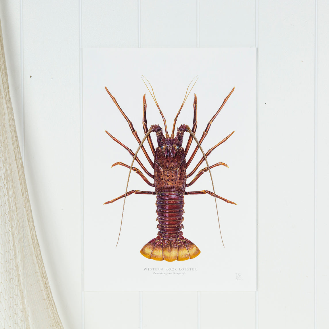 Western Rock Lobster Print