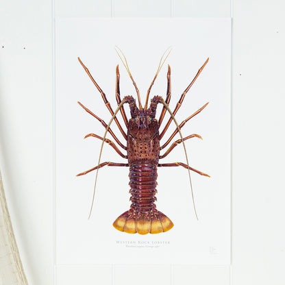 Western Rock Lobster Print