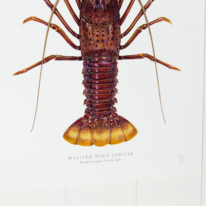 Western Rock Lobster Print