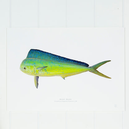 Mahi Mahi Print