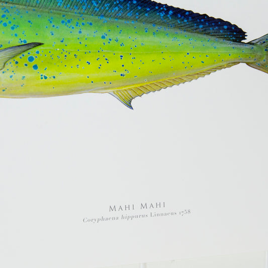 Mahi Mahi Print