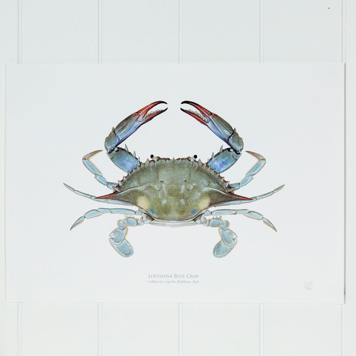 Louisiana Blue Crab Print