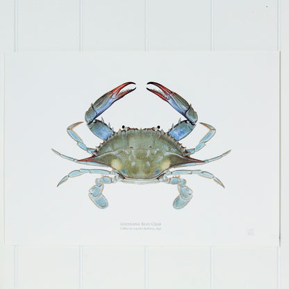 Louisiana Blue Crab Print