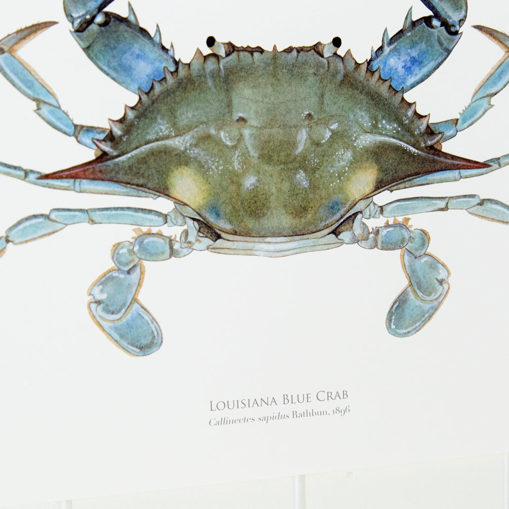 Louisiana Blue Crab Print