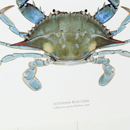 Louisiana Blue Crab Print