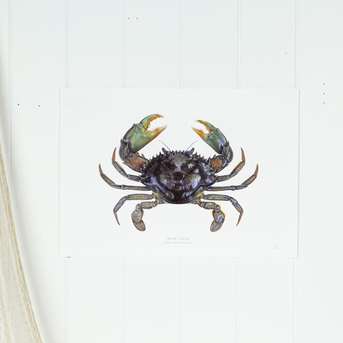 Mud Crab Print