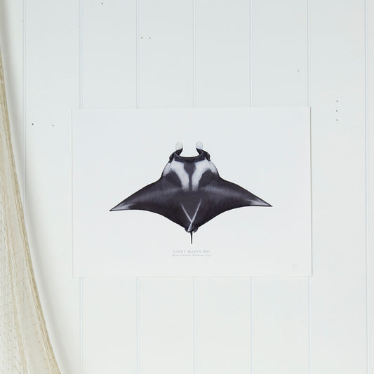 Giant Manta Ray Print