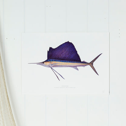 Sail Fish Print