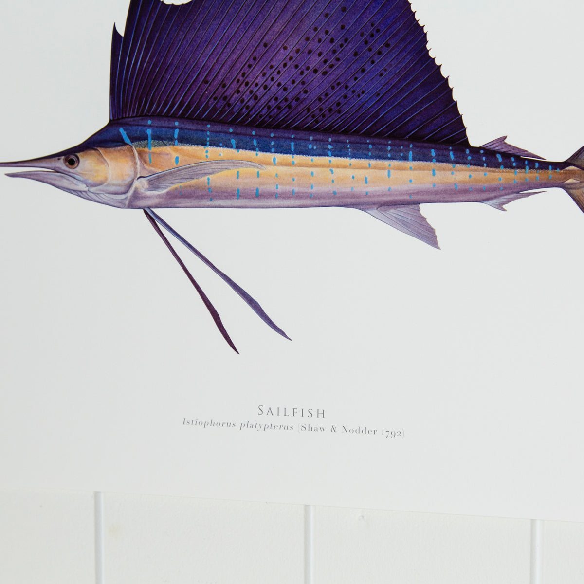 Sail Fish Print