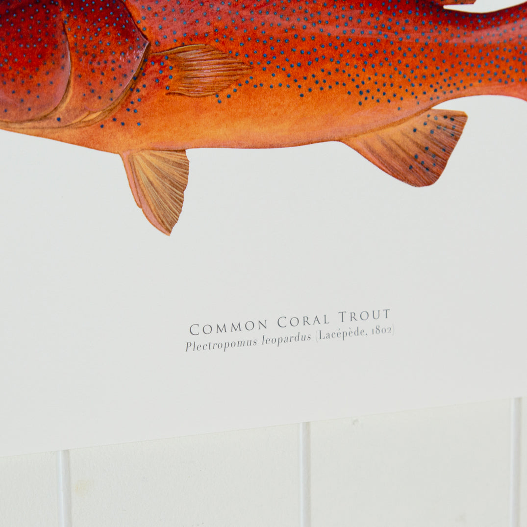 Coral Trout Print