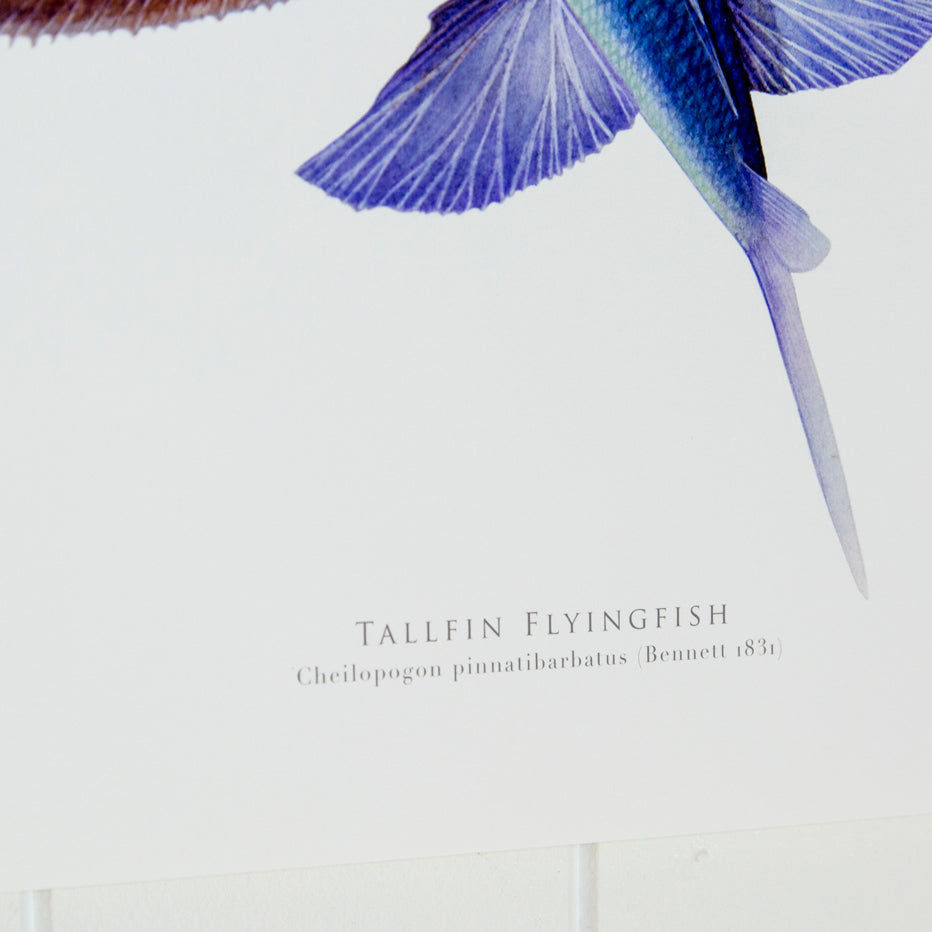 Tallfin Flying Print