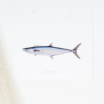 Spanish Mackerel Print