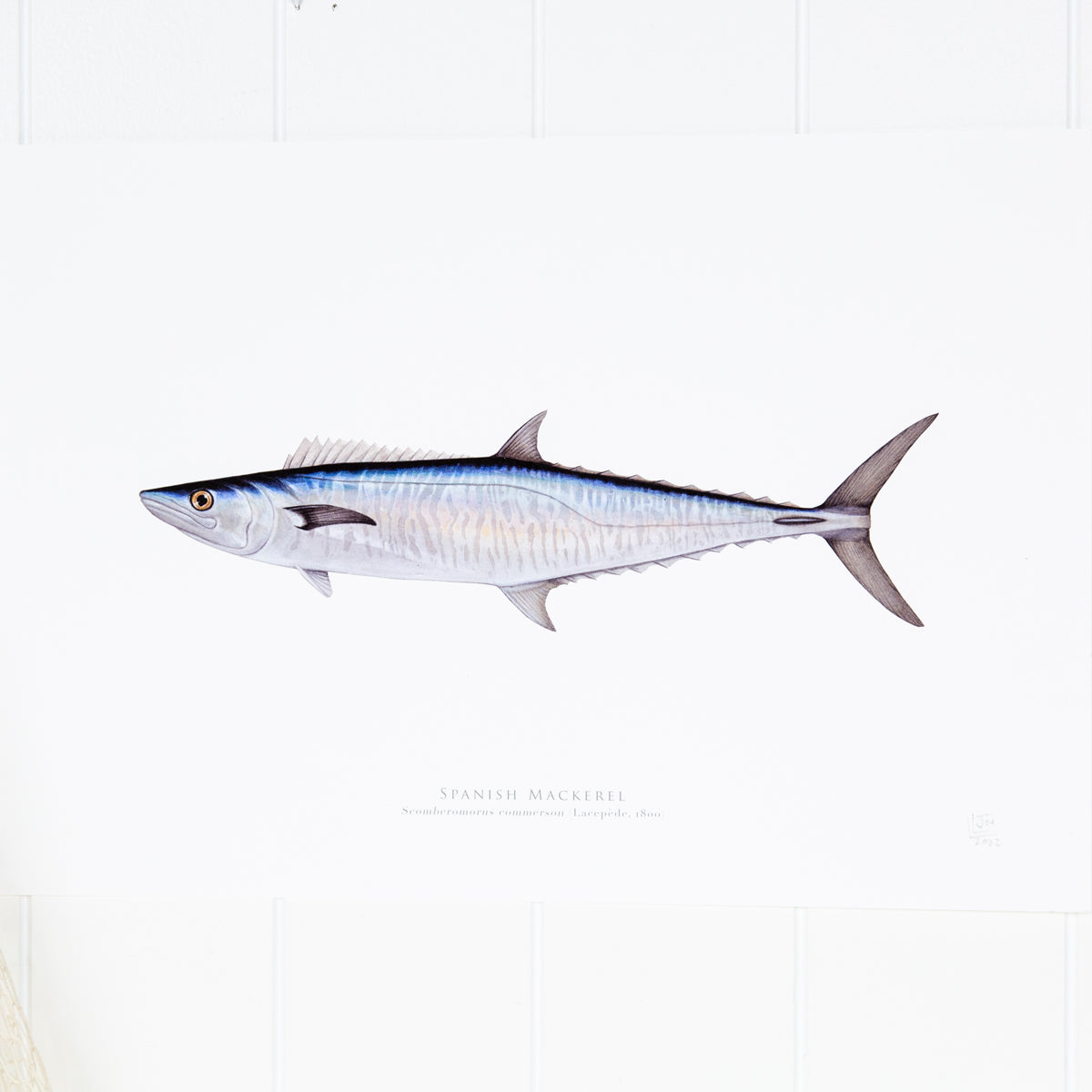 Spanish Mackerel Print