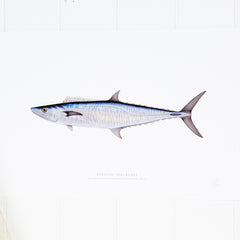 Spanish Mackerel Print