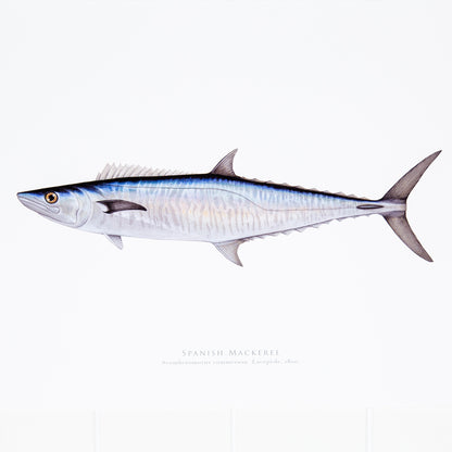 Spanish Mackerel Print