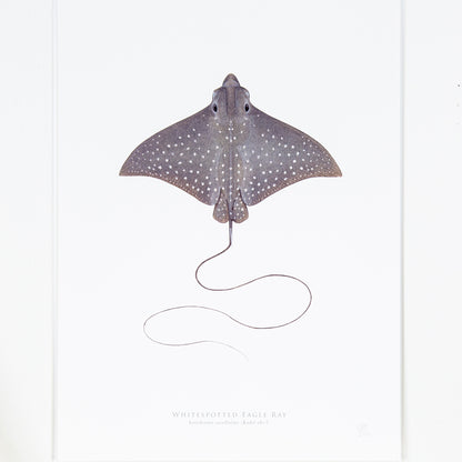 Whitespotted Eagle Ray Print