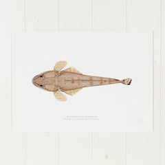 Bluespotted Flathead Print