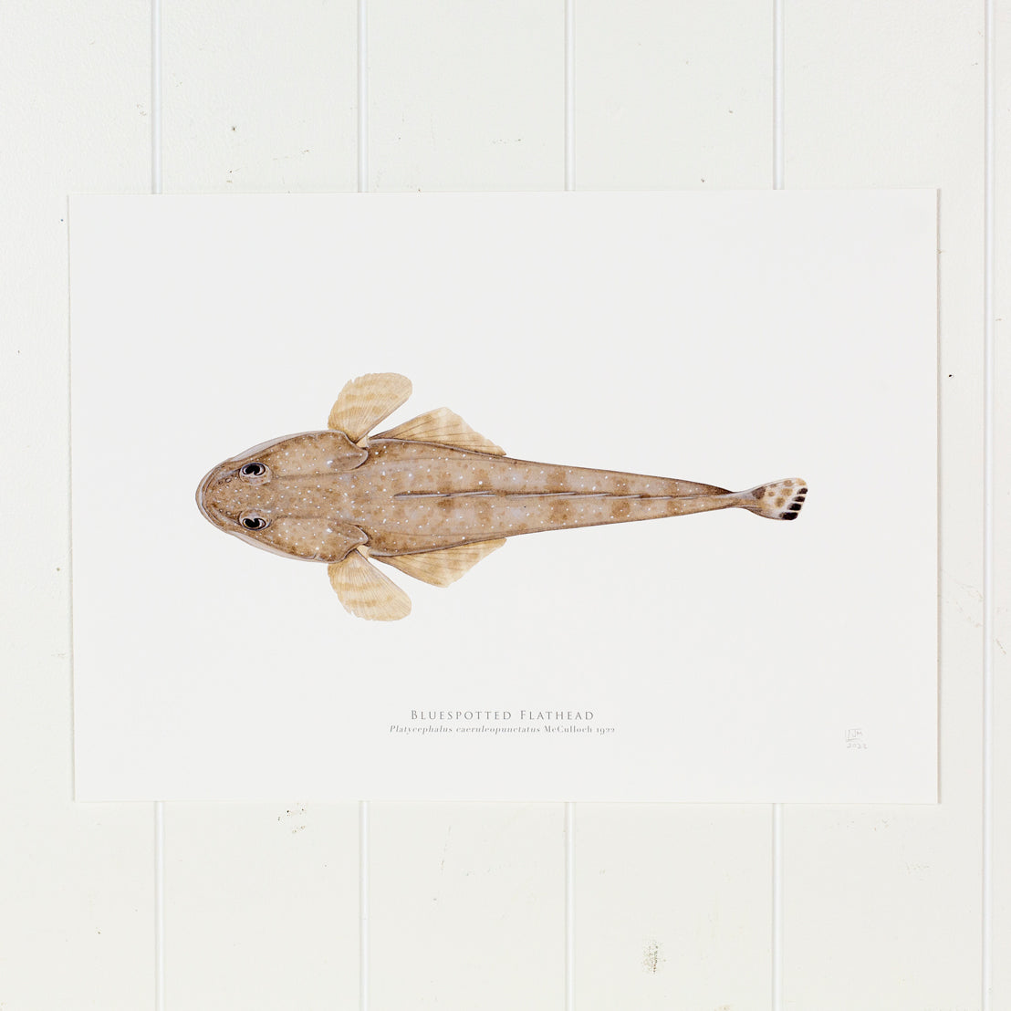 Bluespotted Flathead Print