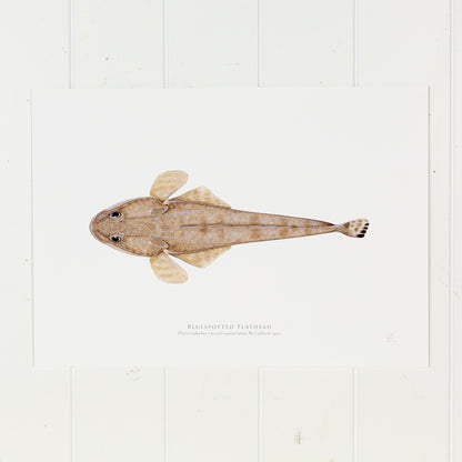 Bluespotted Flathead Print