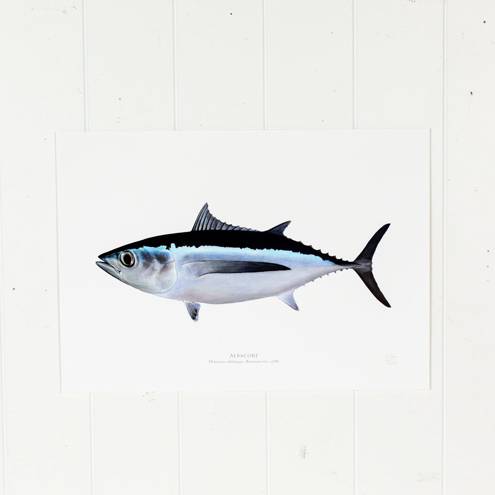 Albacore Print