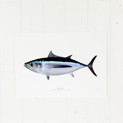 Albacore Print