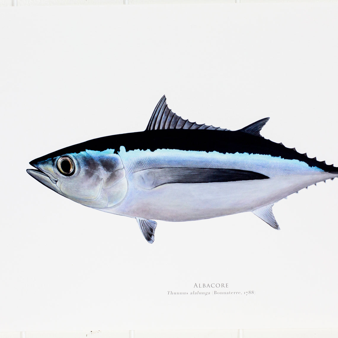 Albacore Print