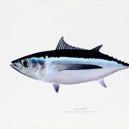 Albacore Print