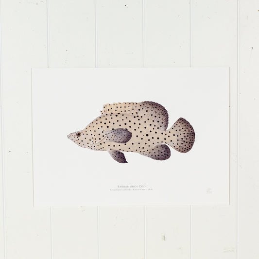 Barramundi Cod Print