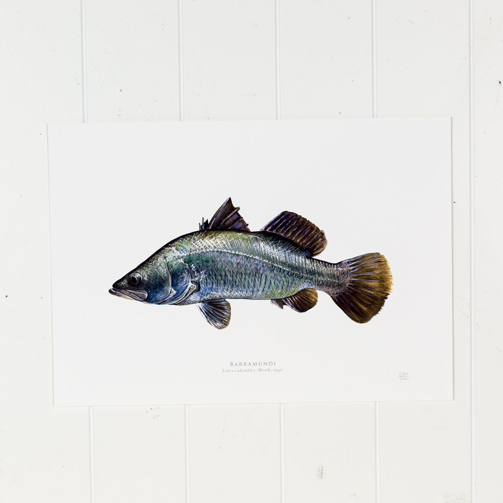 Barramundi Print