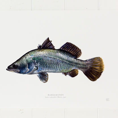 Barramundi Print