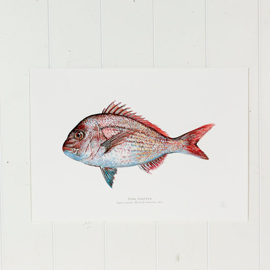 Pink Snapper Print