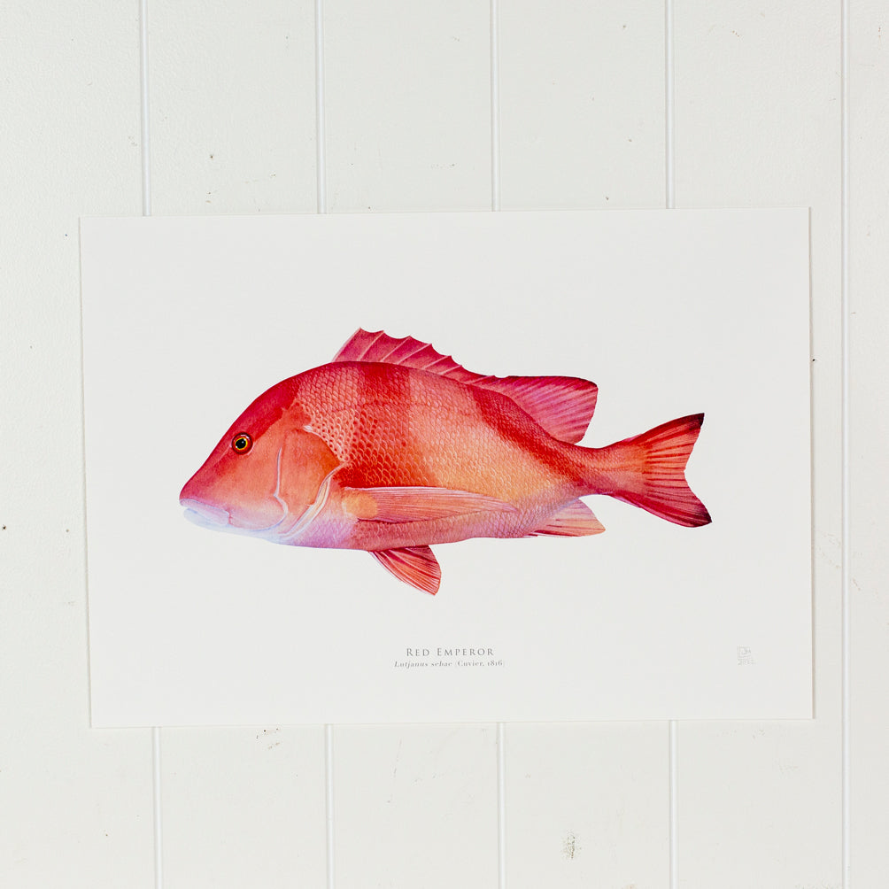 Red Emperor Print