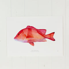 Red Emperor Print