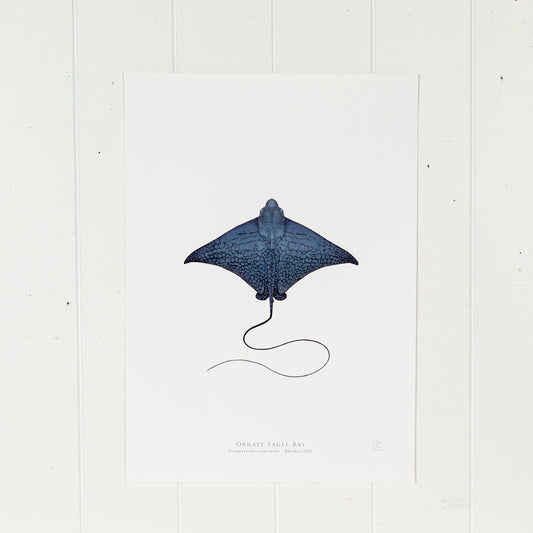 Ornate Eagle Ray Print