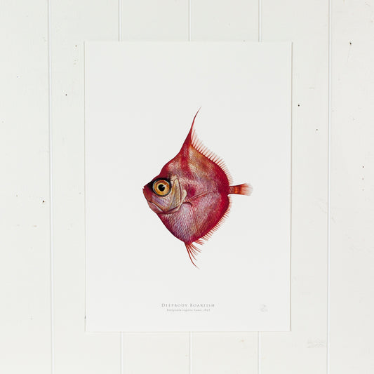 Deepbody Boarfish Print