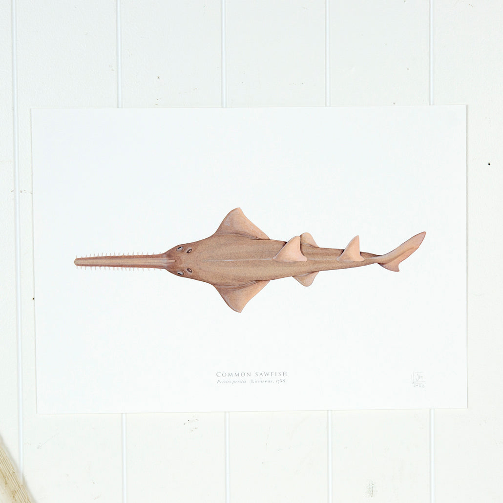 Common Sawfish Print