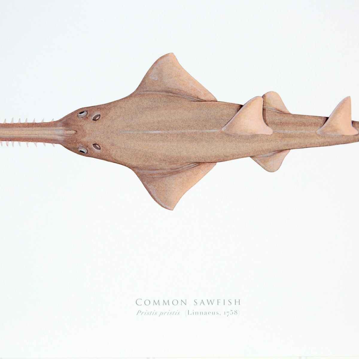 Common Sawfish Print