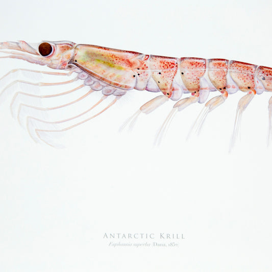 Antarctic Krill Print