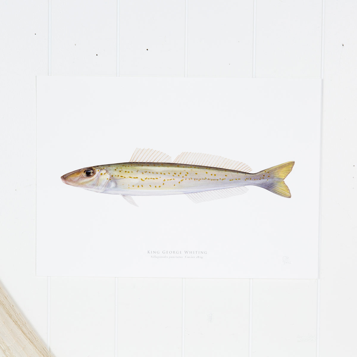 King George Whiting Print