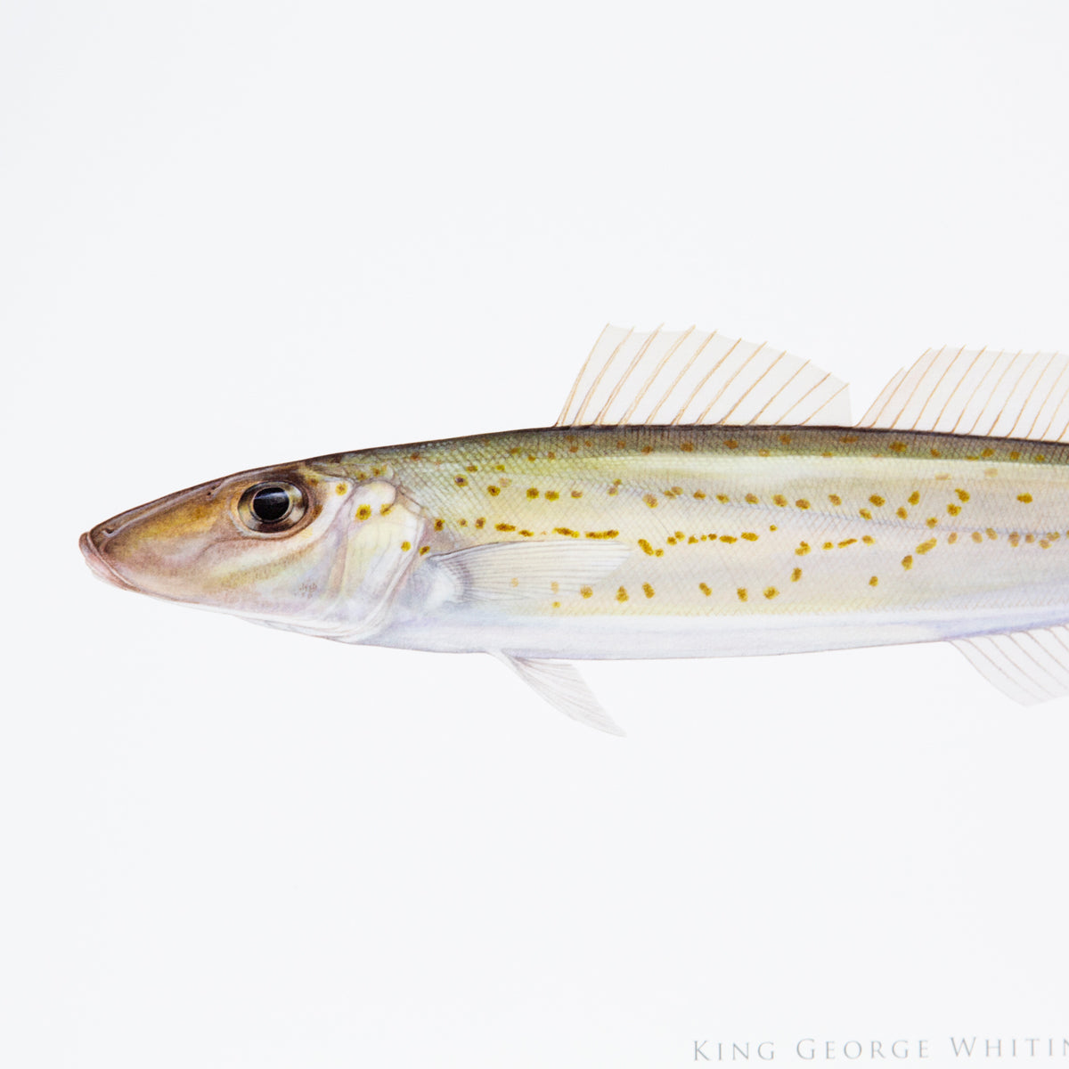 King George Whiting Print