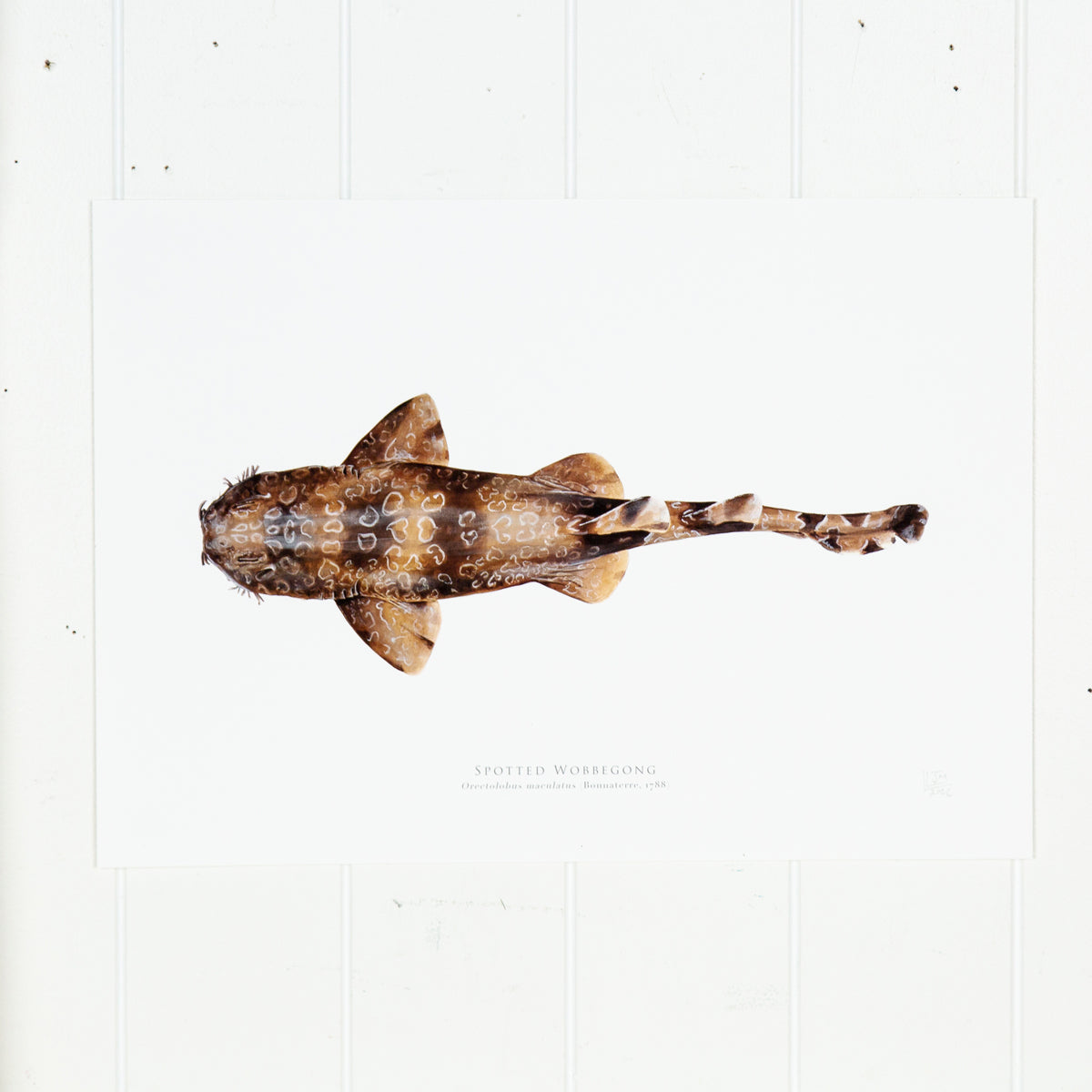 Wobbegong Print