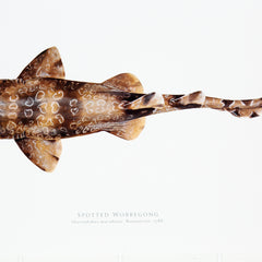 Wobbegong Print