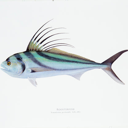 Rooster Fish Print