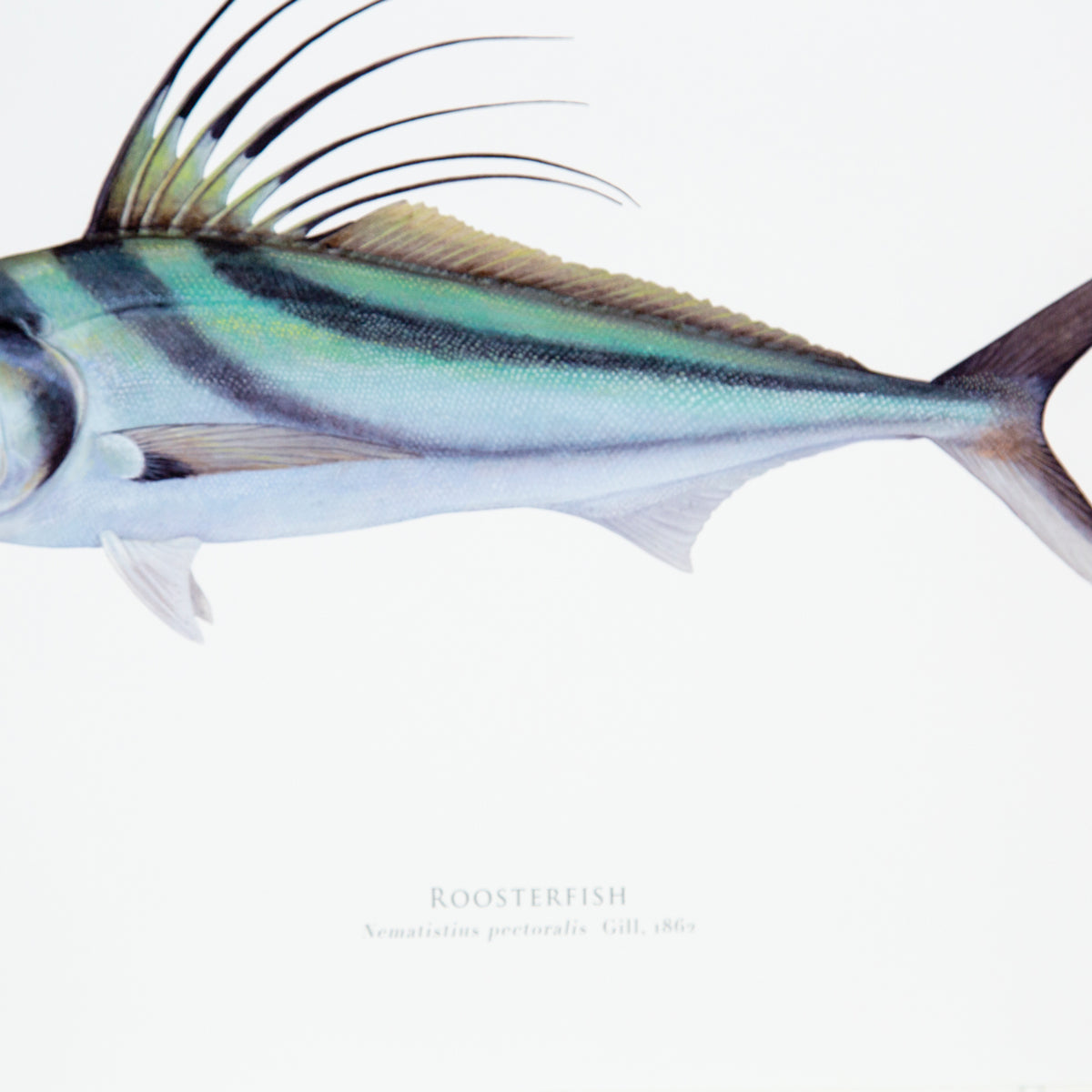 Rooster Fish Print