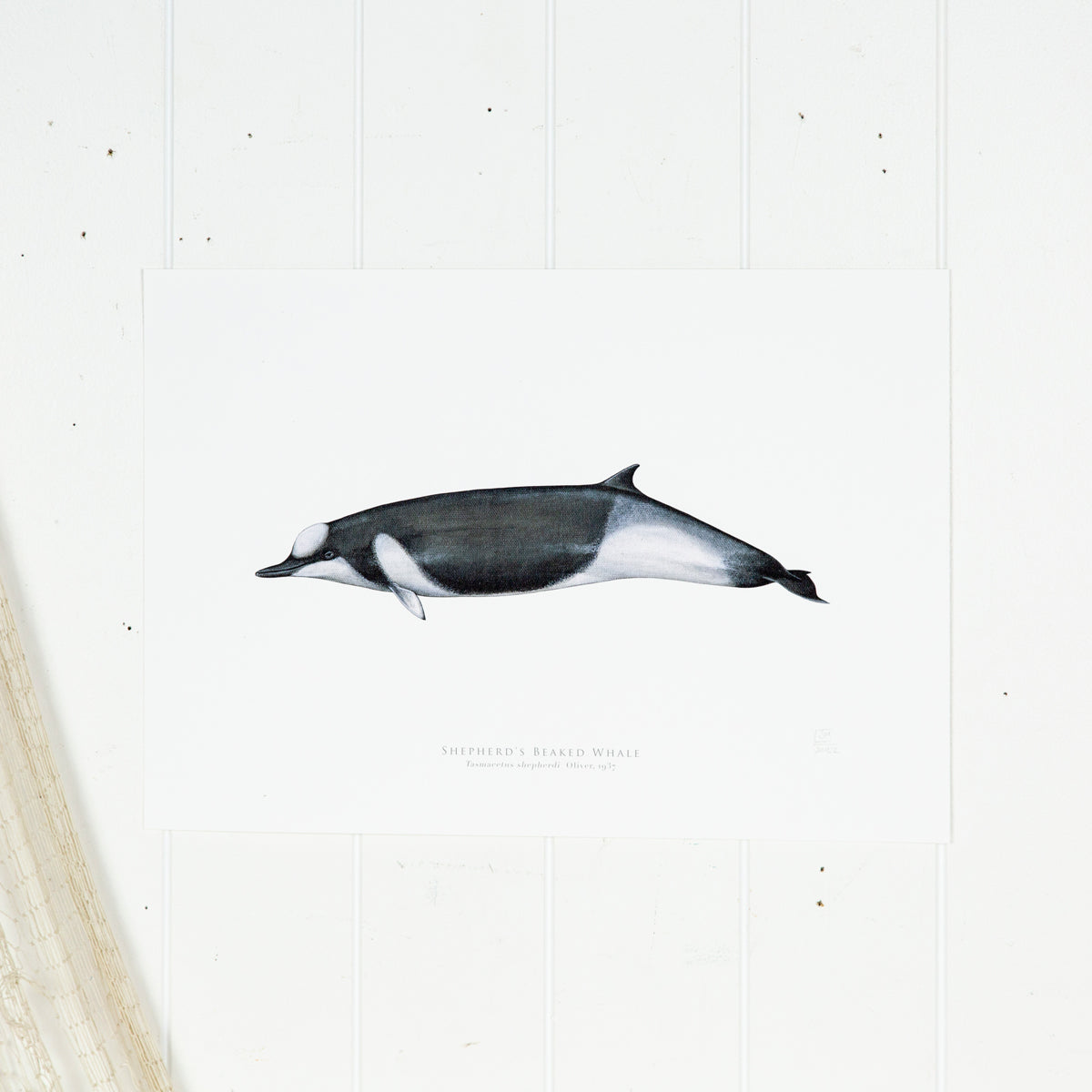 Shepherd'S Beaked Whale Print