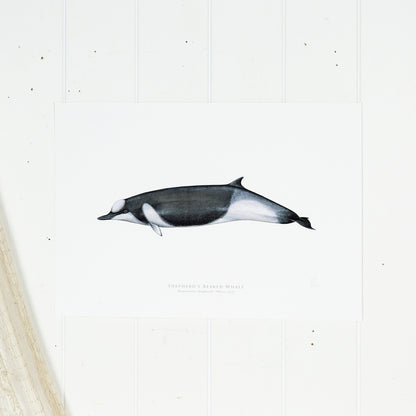 Shepherd'S Beaked Whale Print