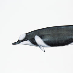 Shepherd'S Beaked Whale Print